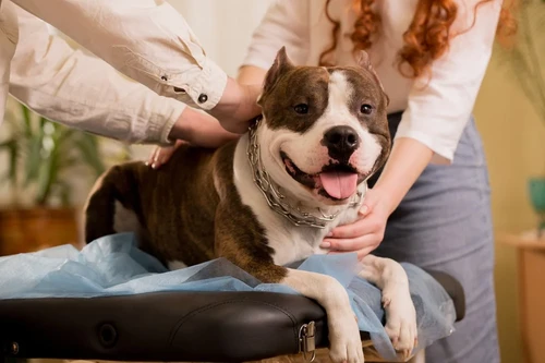 Pet owner reviewing insurance documents